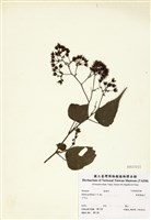 藏品(梨葉懸鉤子)的圖片